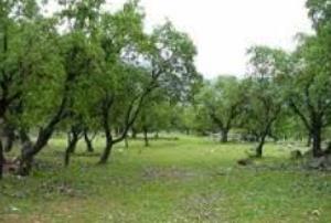 هجوم دوباره آفت به جان جنگلهای فارس