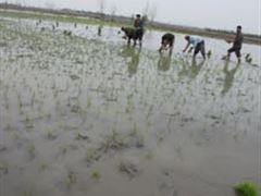 آغازکاشت برنج در شهرستان طبس
