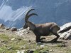 بزکوهی از بند قاچاقچیان رهایی یافت
