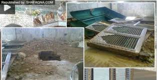 محکومیت اهانت به مقبره حجربن عدی