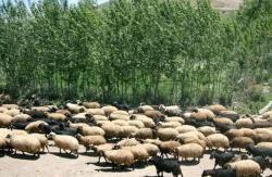 سرقت احشام به گرفتاری بزرگی برای روستائیان کردستان تبدیل شده است