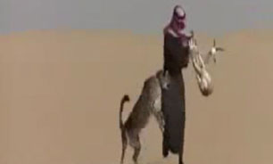 شكار به سبك سعودی + فیلم