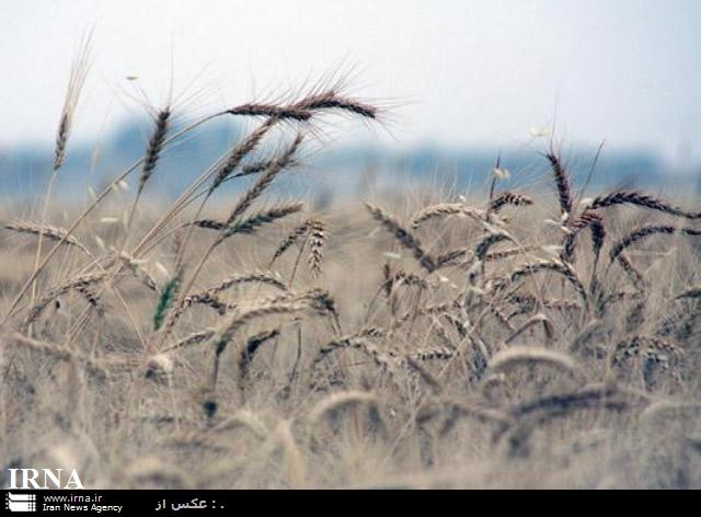 خرید گندم از کشاورزان دهلرانی آغاز شد‏