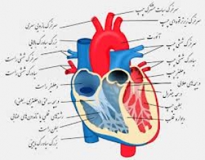 دوره فوق تخصصی ام .آر.آی قلب و عروق ایران
