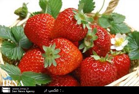 آغاز	برداشت توت فرنگی در کردستان