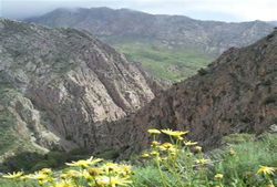 هزار گیاه دارویی در کوه هزار کرمان