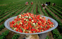 کامیاران دومین تولیدکننده توت‌فرنگی در استان