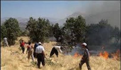 کشاورزان هنگام آتش زدن محل گندم برداشت شده مواظب عرصه طبیعی باشند