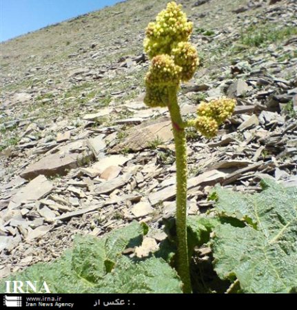 گیاهان بومی در سفره کردستانی ها