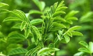 شیرین بیان معده تان را شاد می کند