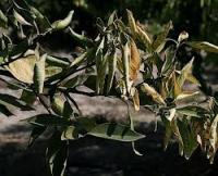 خسارت سرمازدگی بهاره به بخش کشاورزی استان چهارمحال و بختیاری