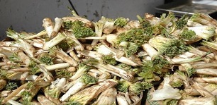بررسی گیاهان دارویی مورد استفاده زاگرس نشینان