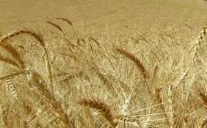 تحویل بیش از 99 درصد گندم مازاد فارس به مراکز دولتی