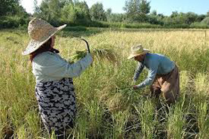 ناکارآمدی روش‌های سنتی در تولید محصولات کشاورزی