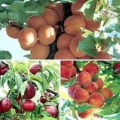 مبارزه با سفیدک حقیقی درختان میوه