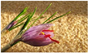 گیاه ایرانی که محافظ بینایی است
