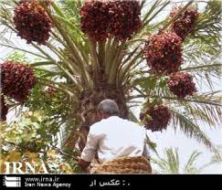 آغاز گرده افشانی دستی در 410 هکتار از نخلستانهای نهبندان