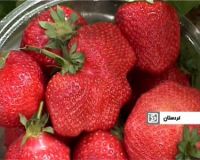 پيش بيني برداشت 30 هزار تن توت فرنگي در کردستان