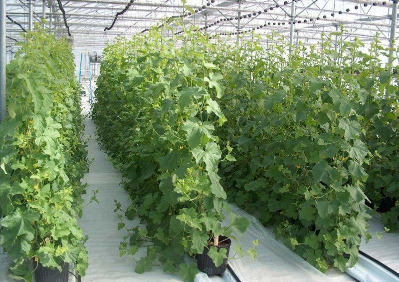 بیش از 110 طرح گلخانه ای درکهگیلویه و بویراحمد فعال است