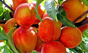 تولید سالانه بیش از 11 هزار و 500 تن هلو در آذربایجان شرقی