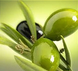 طرح پیوند درخت زیتون در 60 هکتار از باغات گچساران آغاز شد