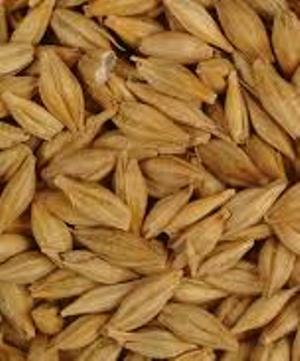 تولید یک سوم غلات کشور در فارس
