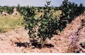 باغداران برای مقابله با آفات از سموم شیمیایی‏ استفاده نکنند