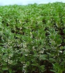 افزایش دو برابری سطح زیر کشت باقلا در آمل