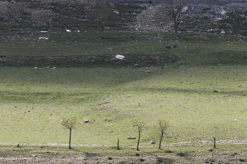 بازگرداندن سه قطعه سنجاب نژادايراني درمهابادبه دامان طبيعت
