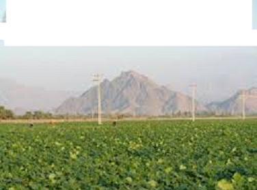 نیمی از صیفی کاری بهاره باشت به زیر کشت محصول هندوانه رفته است