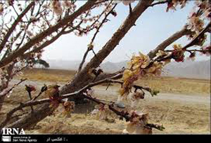 خسارت سرمازدگي به باغهاي شهرستان بوانات