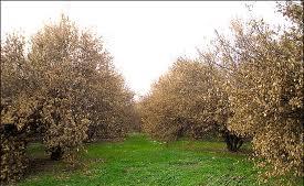 خسارت 240 میلیارد ریالی به باغ های شهرستان بن در اثر سرمازدگی