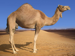 کویر مصر در خوروبیابانک اصفهان میزبان مسابقات شترسواری کشور
