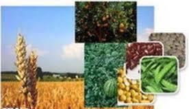 تصويب 36 طرح توسعه كشاورزي
