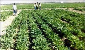 آمادگی 1200 کشاورز دهگلانی برای کشت سیب‌زمینی