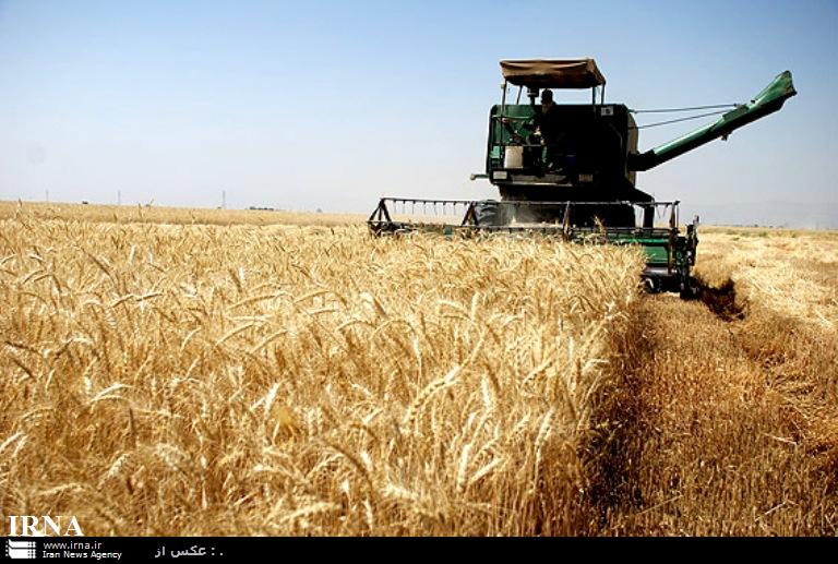 آغاز عملیات برداشت گندم و جو در ده هزار  هکتار  از اراضی خرمشهر