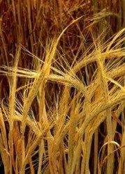 برداشت جو از اراضی شهرستان شوش آغاز شد