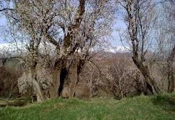 چوم سوزی بزرگ، نتیجه مثبتی برای مقابله با سرمازدگی باغات ندارد