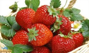 توت فرنگی کلسترول خون را تعدیل می کند