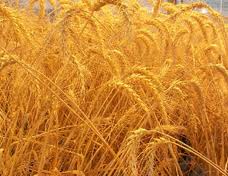 آغاز برداشت جو از زمین های کشاورزی ساری