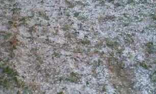 تگرگ به محصولات کشاورزی چایپاره خسارت زد /خسارت 10 درصدی به اراضی گندم