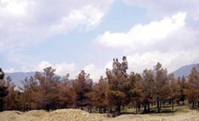 بی آبی حیات درختان بهمئی را تهدید می کند