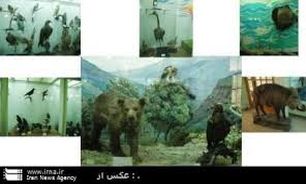 زیست 43 درصد گونه‌های جانوری کشور در آذربایجان‌غربی