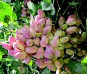 یک و نیم میلیارد دلار ارز آوری سالانه پسته برای کشور