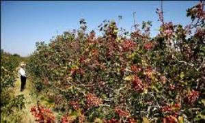 اختصاص 400 هزار هکتار از باغات کشور به تولید پسته