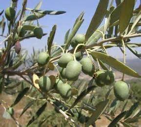 بارآوری درختان زیتون در رودبار