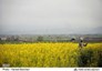 پیش بینی برداشت 2هزارو 700تن دانه روغنی کلزا از مزارع خراسان شمالی