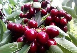 آغاز برداشت گیلاس در فارس