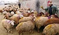 مهار 850 راس احشام در مرز