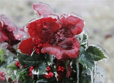 "سرماي بهاره" در باغات ميانه